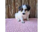Miniature Australian Shepherd Puppy for sale in Jesup, GA, USA