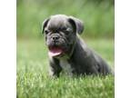 French Bulldog Puppy for sale in Chicago, IL, USA