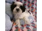 Maltese Puppy for sale in South Paris, ME, USA