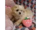 Maltese Puppy for sale in South Paris, ME, USA