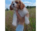 Cavapoo Puppy for sale in Hemingway, SC, USA
