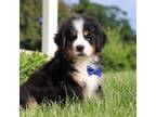 Bernese Mountain Dog Puppy for sale in Sugarcreek, OH, USA