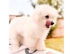 Bichon Frise Puppy for sale in Magnolia, TX, USA