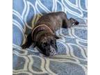 Cane Corso Puppy for sale in Schell City, MO, USA