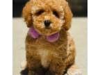 Poodle (Toy) Puppy for sale in Monee, IL, USA
