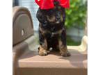 Cavapoo puppy