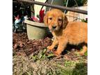 Golden Retriever Puppy for sale in Cashton, WI, USA