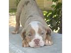 Bulldog Puppy for sale in Joplin, MO, USA