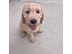 Goldendoodle Puppy for sale in Columbus, IN, USA
