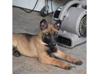 Belgian Malinois Puppy - F