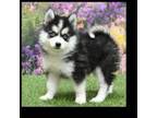 Female Pomsky