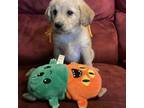Labradoodle Puppy for sale in Greenwood, IN, USA