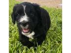 Mutt Puppy for sale in New Braunfels, TX, USA