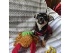 Chihuahua Puppy for sale in Waterloo, NY, USA