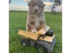 Miniature Australian Shepherd Puppy for sale in Sauk Centre, MN, USA