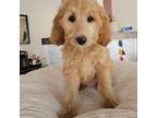 Goldendoodle Puppy for sale in Madison, WI, USA