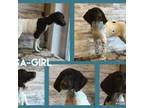 German Shorthaired Pointer Puppy for sale in Ulen, MN, USA