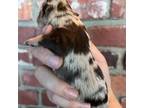 Schnauzer (Miniature) Puppy for sale in Muskogee, OK, USA