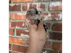 Schnauzer (Miniature) Puppy for sale in Muskogee, OK, USA