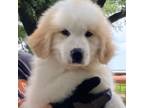 Great Pyrenees Puppy for sale in Larue, TX, USA