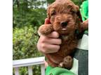 Mutt Puppy for sale in Belchertown, MA, USA