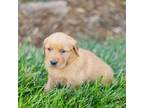 Golden Retriever Puppy for sale in Plainville, IN, USA