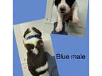 Saint Bernard Puppy for sale in Fremont, NE, USA