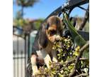 Beagle Puppy for sale in Downey, CA, USA