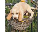 Beagle Puppy for sale in Downey, CA, USA