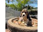 Beagle Puppy for sale in Downey, CA, USA