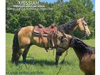 All- Around Buckskin Tennessee Walking Horse