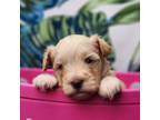 Schnauzer (Miniature) Puppy for sale in Elkin, NC, USA
