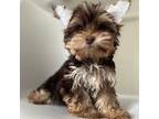 Yorkshire Terrier Puppy for sale in Flushing, NY, USA