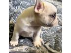 French Bulldog Puppy for sale in Garden City, MI, USA