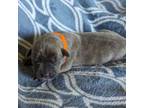 Cane Corso Puppy for sale in Schell City, MO, USA