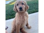 Goldendoodle Puppy for sale in Columbus, IN, USA