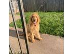 Goldendoodle Puppy for sale in Round Rock, TX, USA