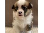 Pembroke Welsh Corgi Puppy for sale in Arcanum, OH, USA