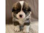 Pembroke Welsh Corgi Puppy for sale in Arcanum, OH, USA