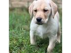 Labrador Retriever Puppy for sale in Plano, TX, USA