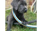 Labrador Retriever Puppy for sale in Plano, TX, USA