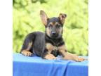 German Shepherd Dog Puppy for sale in Elizabethtown, PA, USA