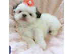 Shih Tzu Puppy for sale in Ocala, FL, USA