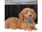 Mutt Puppy for sale in Dalton, OH, USA