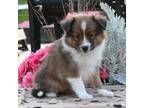 Shetland Sheepdog Puppy for sale in Fredericksburg, OH, USA