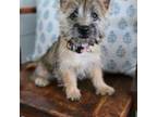 Cairn Terrier Puppy for sale in Wayland, MI, USA
