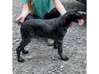 German Shorthaired Pointer Puppy for sale in Chatham, VA, USA