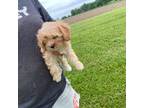 Cavapoo Puppy for sale in Thorp, WI, USA