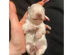 Schnauzer (Miniature) Puppy for sale in Sacramento, CA, USA