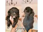 Aussiedoodle Puppy for sale in Columbia City, IN, USA
